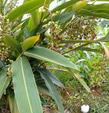 [砂仁批发]香砂仁上市了价格2.00元/斤 - 一亩田