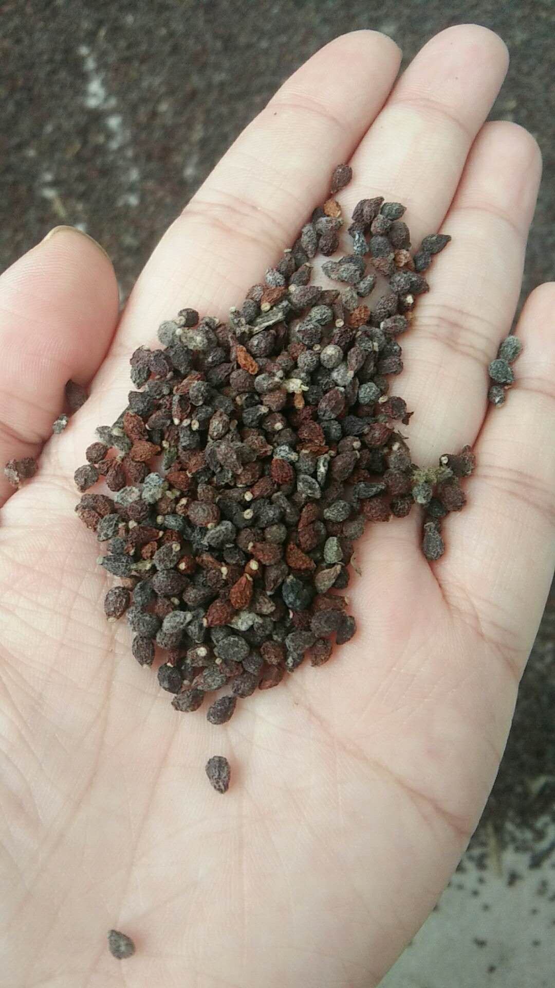 鸢尾种子鸢尾花一手货源品质有保证