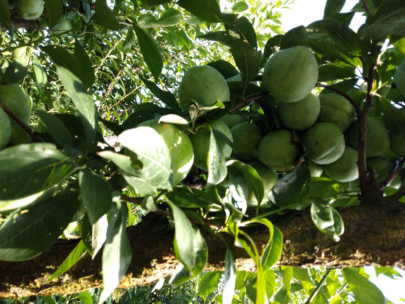 桃形李丰收场景：多位当地果农在山坡果园中采摘，竹筐盛满鲜果，妇女手捧三枚对比展示（青果、半红果、全红果），背景可见传统青瓦农舍与现代冷链运输车并置，体现传统农耕与现代农业融合