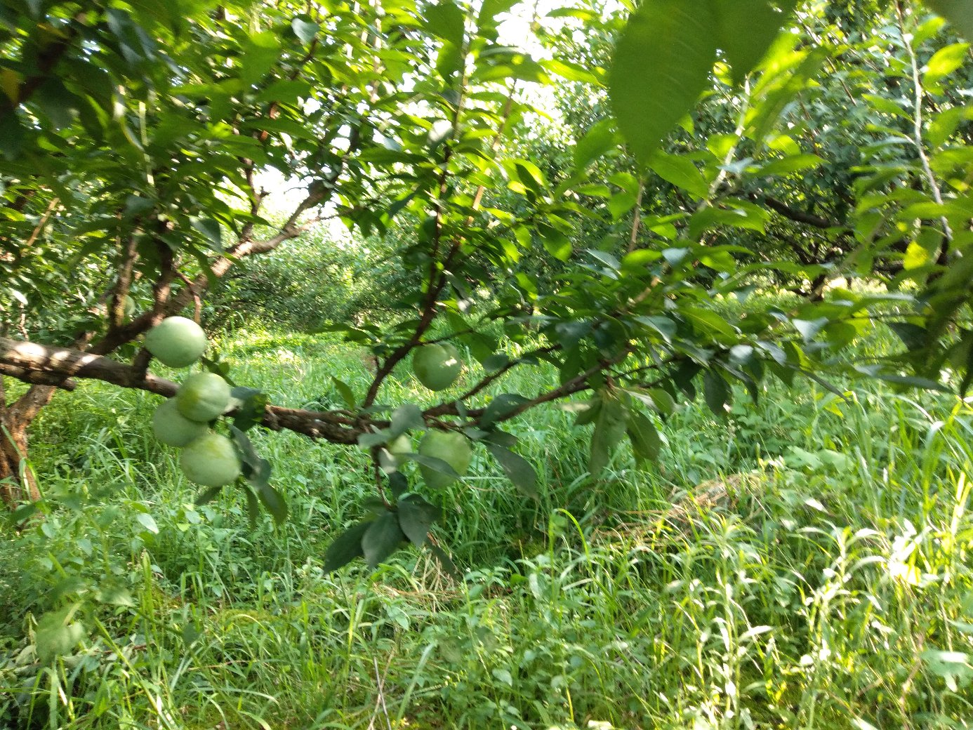 桃形李果园全景图