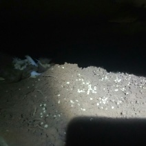 白玉蜗牛