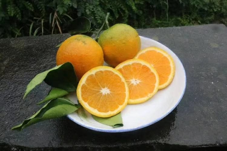 绿色夏橙与橙色夏橙对比图