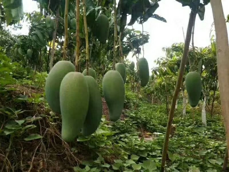 大面积种植的大青芒果园,果实青翠欲滴,但价格低廉 大青芒果园