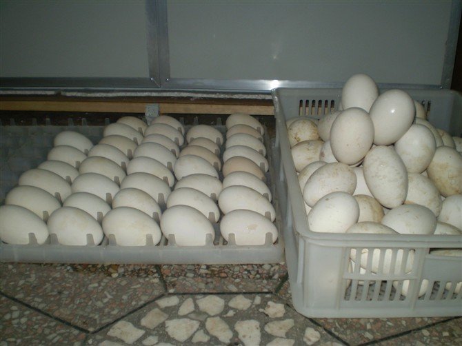 狮头鹅苗孵化场全景