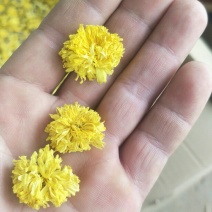 怀菊花