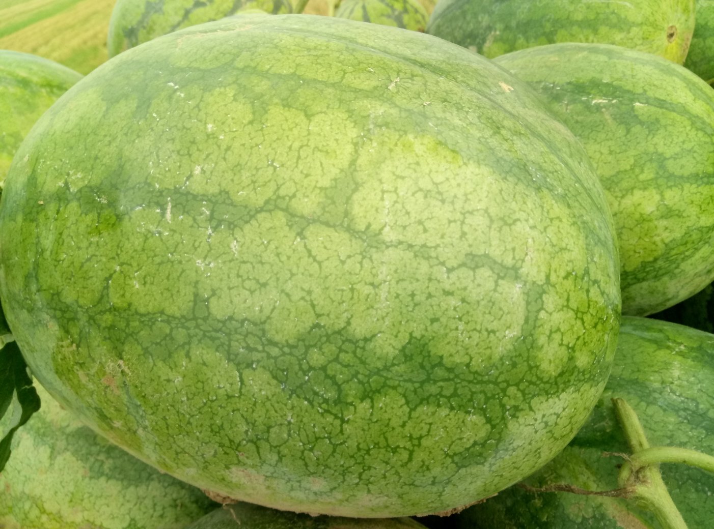 京欣西瓜在市场摊位上的陈列场景