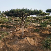 造型松，景观松，价格便宜