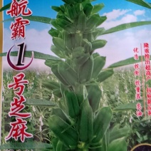 芝麻，黑芝麻长势较强，不倒伏