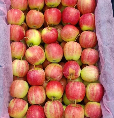 [123苹果批发]123苹果,大量供货价格1.50元/斤 - 一亩田