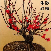 蓝色腊梅腊梅盆栽梅花盆栽秋冬季节庭院植物梅花花苗