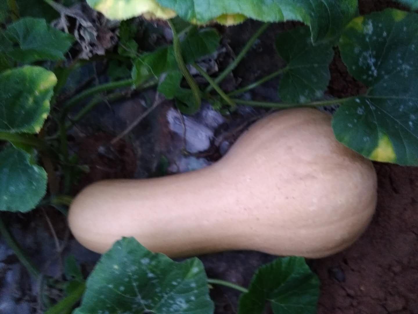 奶油南瓜整体外观特写