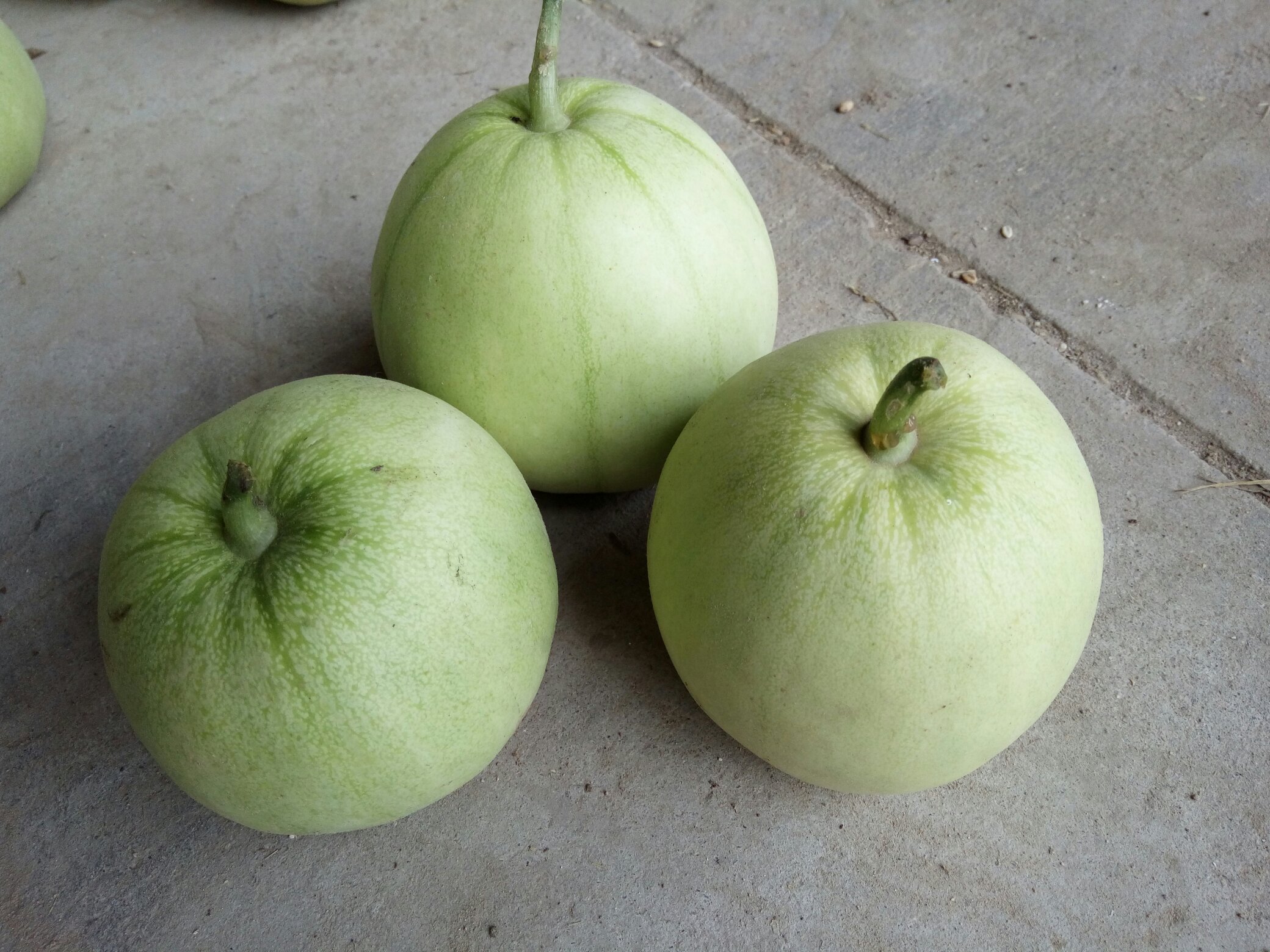 绿宝甜瓜果蒂细节