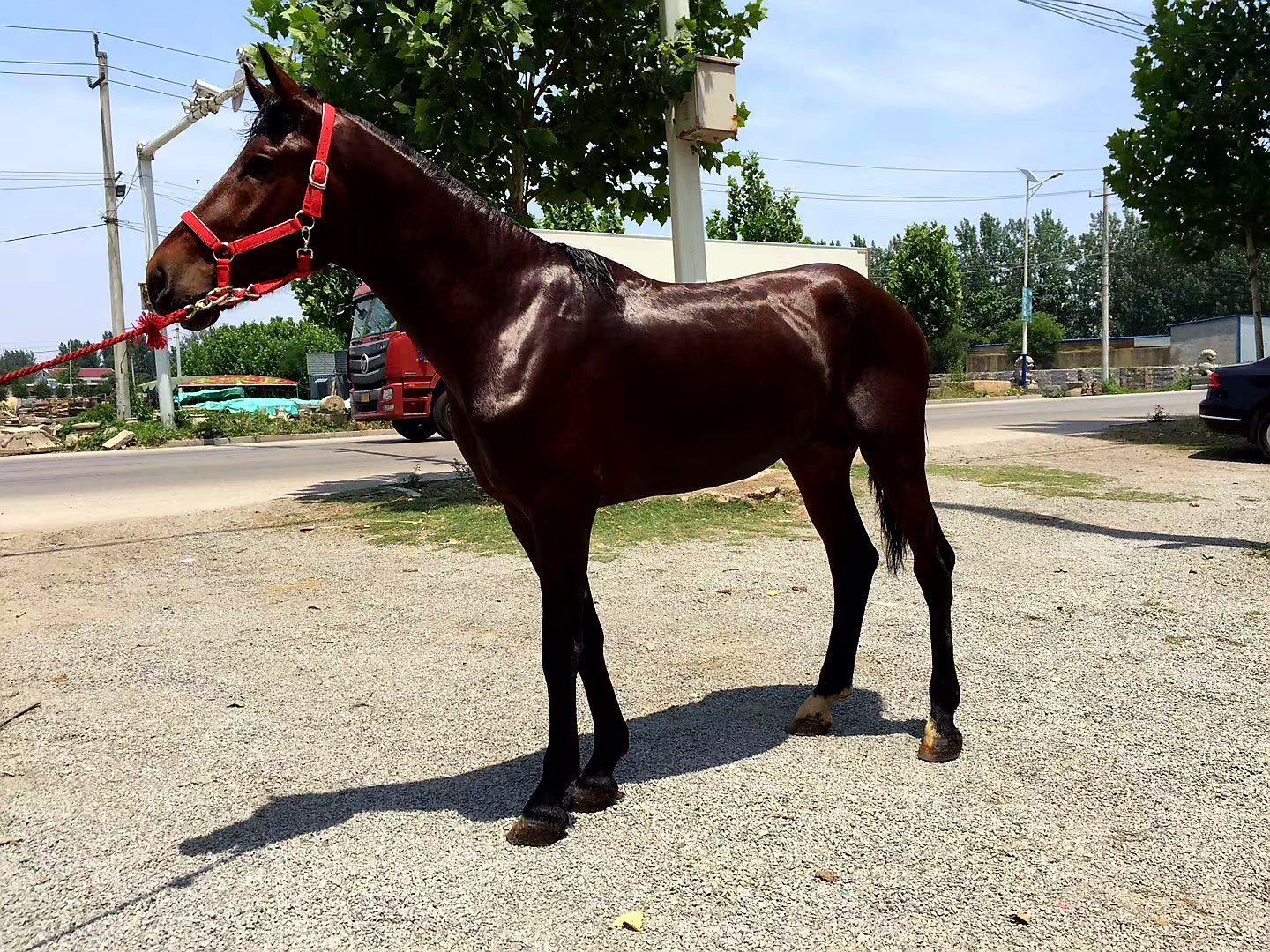一匹棕色矮马站在阳光下的草地上，耳朵竖立，眼神温和，周围有零星野花，背景为开阔绿地