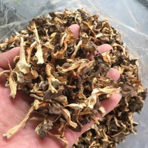桂花鸡油菌野生桂花菌10斤包邮