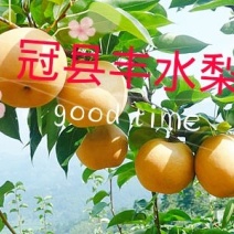 正宗冠县沙土地★丰水梨✔产地即将上市采摘✔欢迎来产地考察