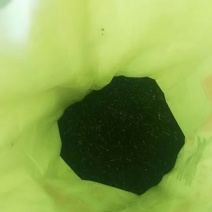 常夏石竹种子