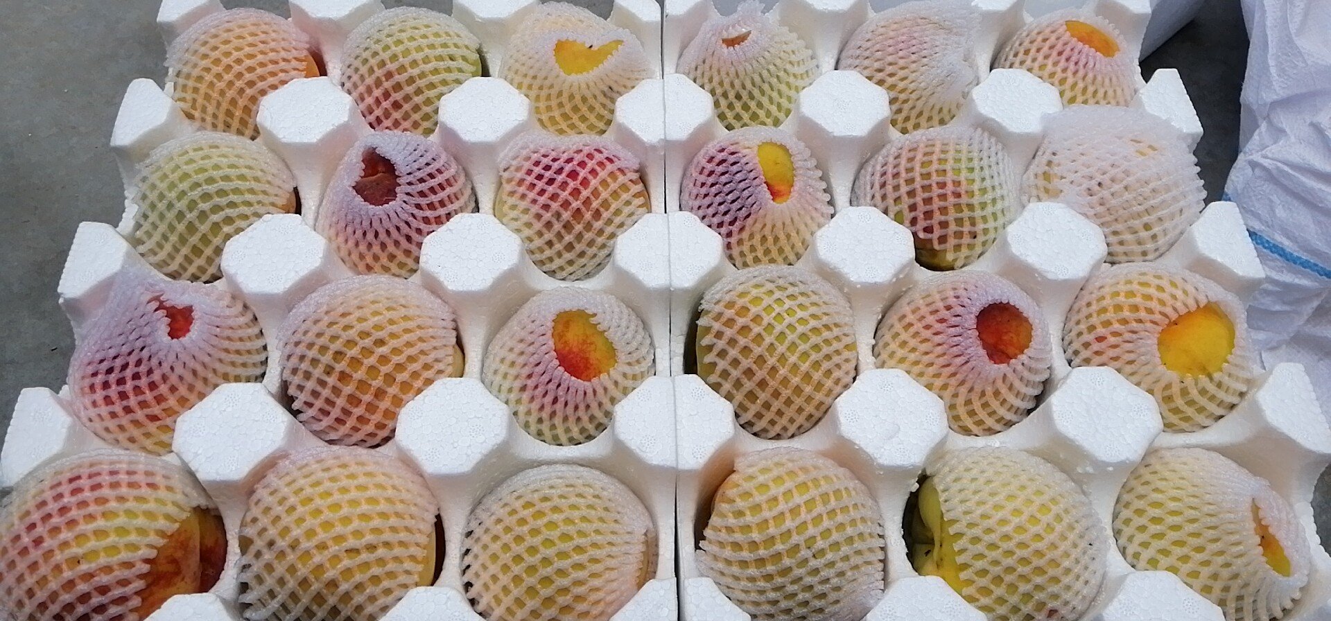 桃片在烘干机内整齐排列缓慢脱水