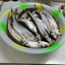 翘壳，淡水鱼，野生翘嘴鱼
