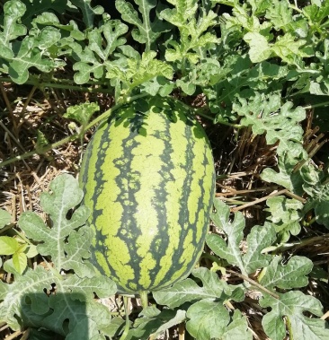 新机遇西瓜大红色口感好