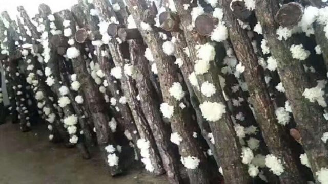 古田农户在林间搬运椴木准备接种