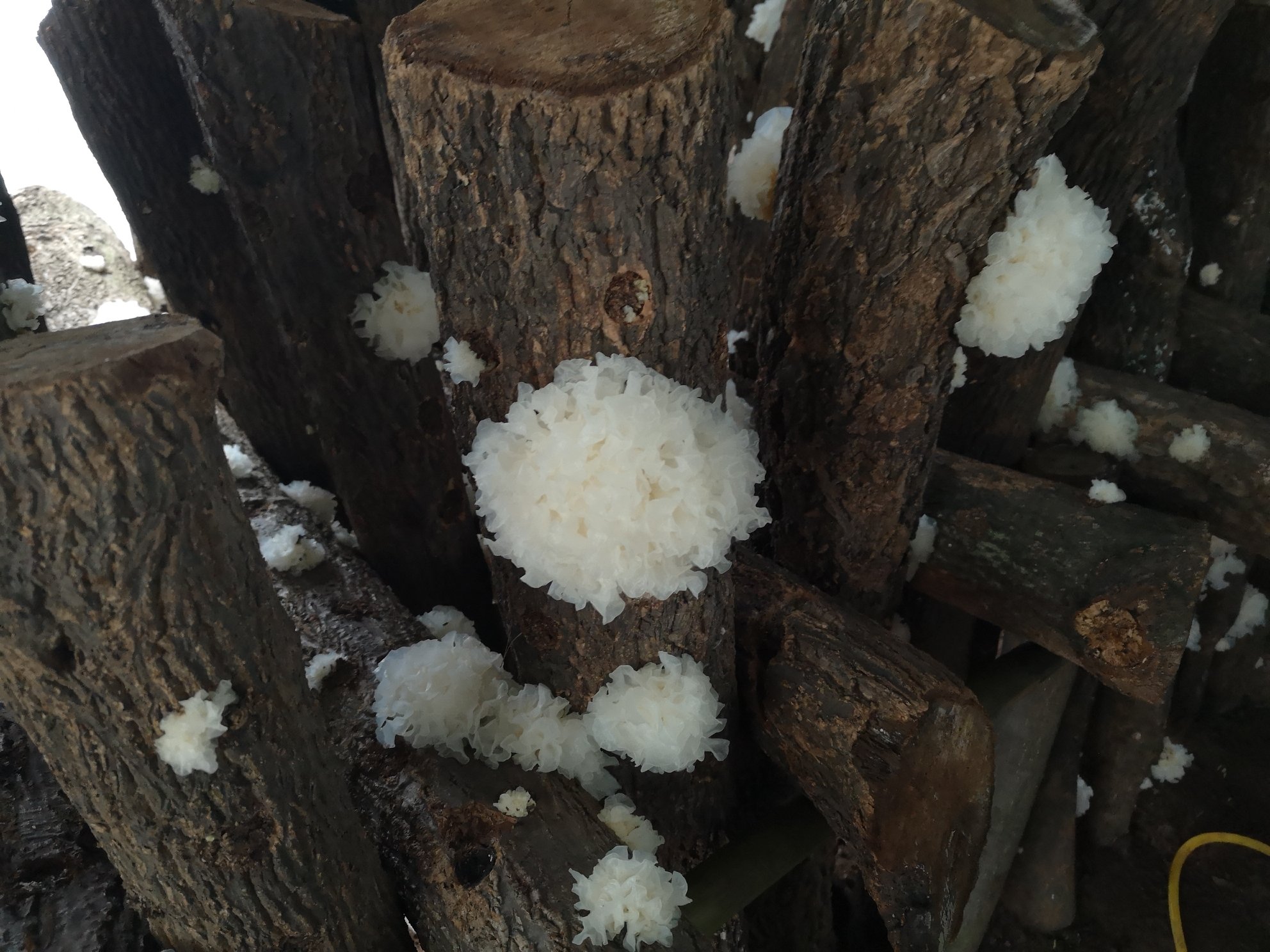 椴木银耳生长在切割整齐的椴木段上，表面洁白微黄，耳片舒展，背景为林间湿润环境