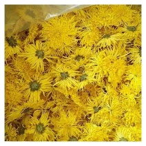 金丝皇菊