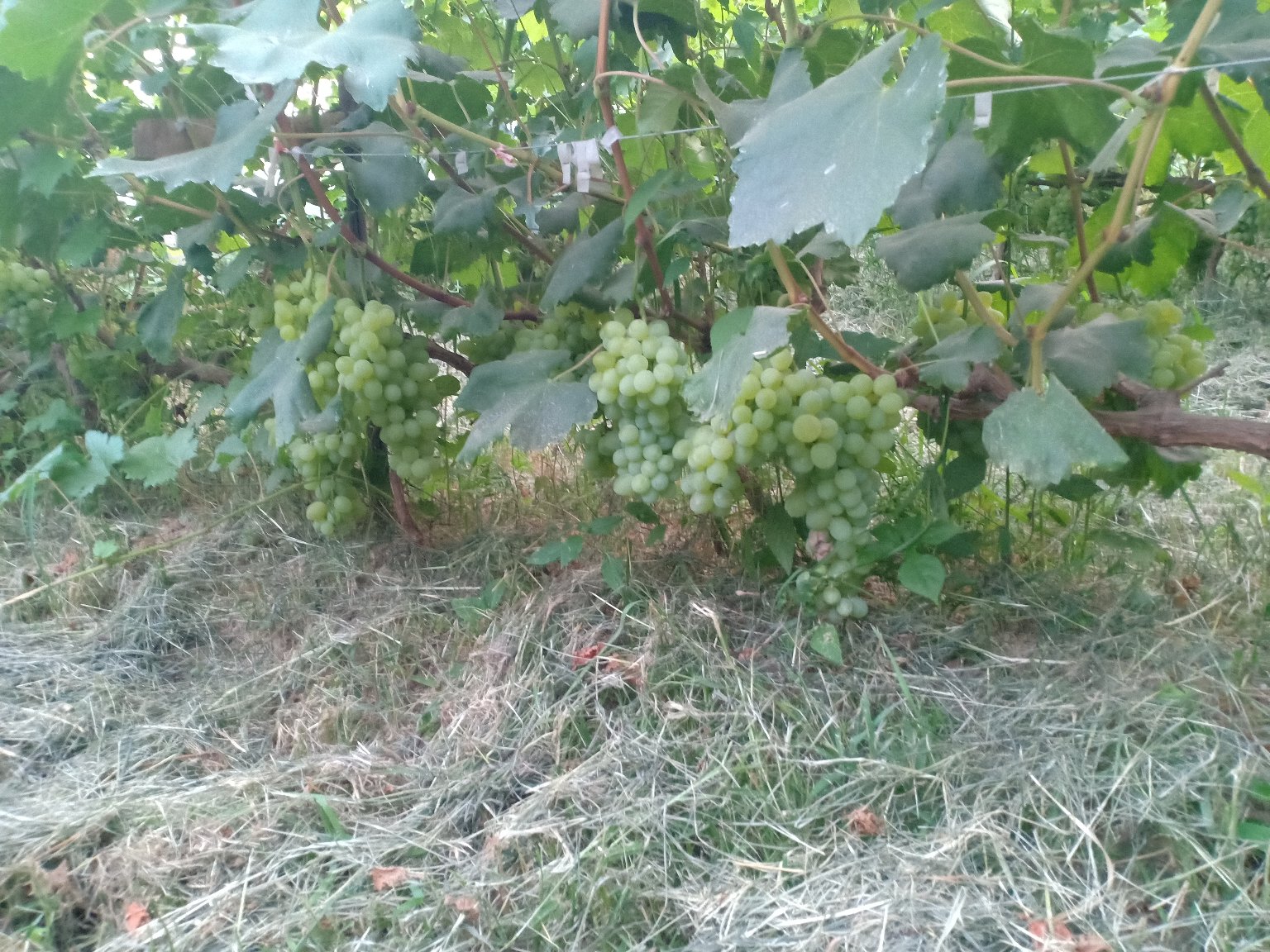 一串成熟的维多利亚葡萄挂在藤上,果粒饱满呈淡金黄色,果穗呈圆锥形,背景为阳光照射下的葡萄园,叶片翠绿 维多利亚葡萄特写