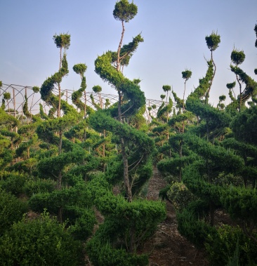 基地低价处理各种规格造型龙柏,造型龙柏图片