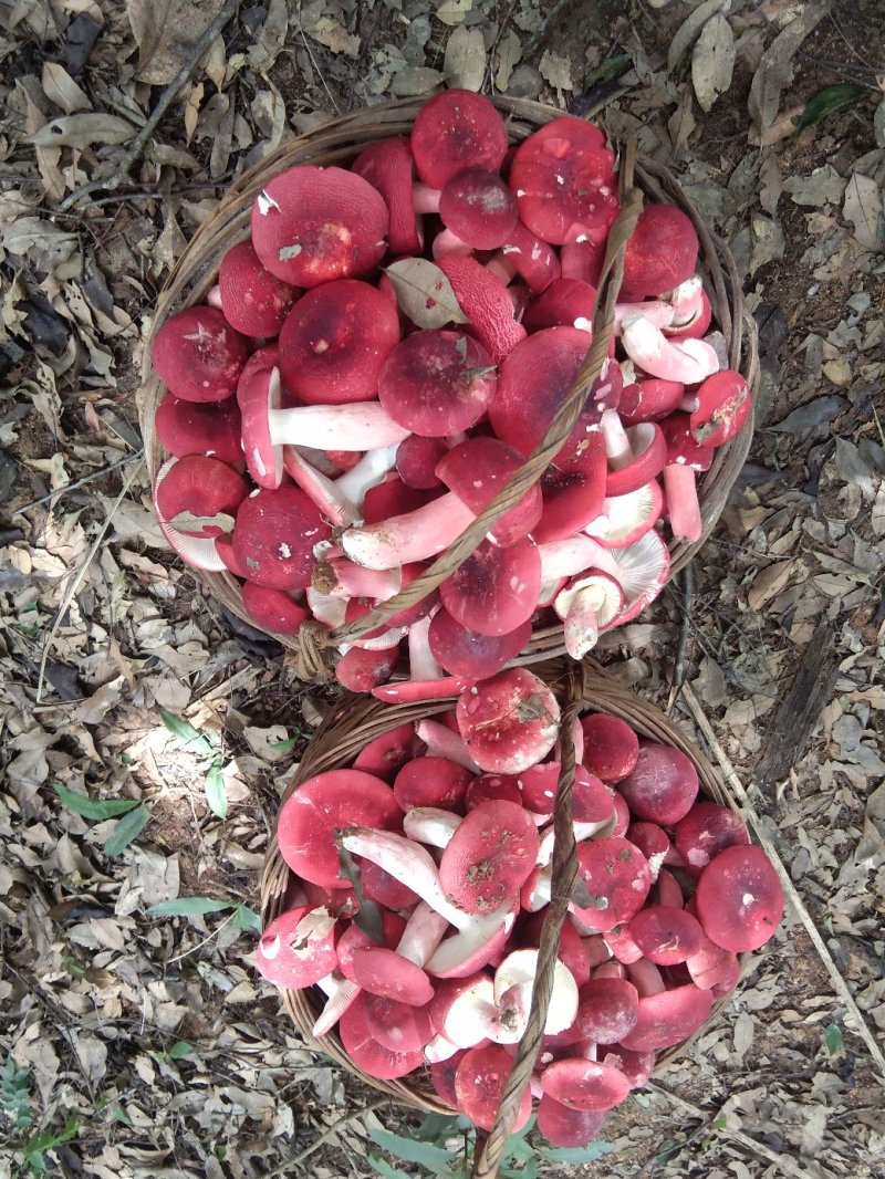 [红菇批发]广西玉林博白县红菇 50.00元/斤红菇 _ 一亩田