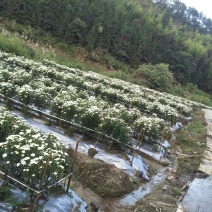 白菊花茶