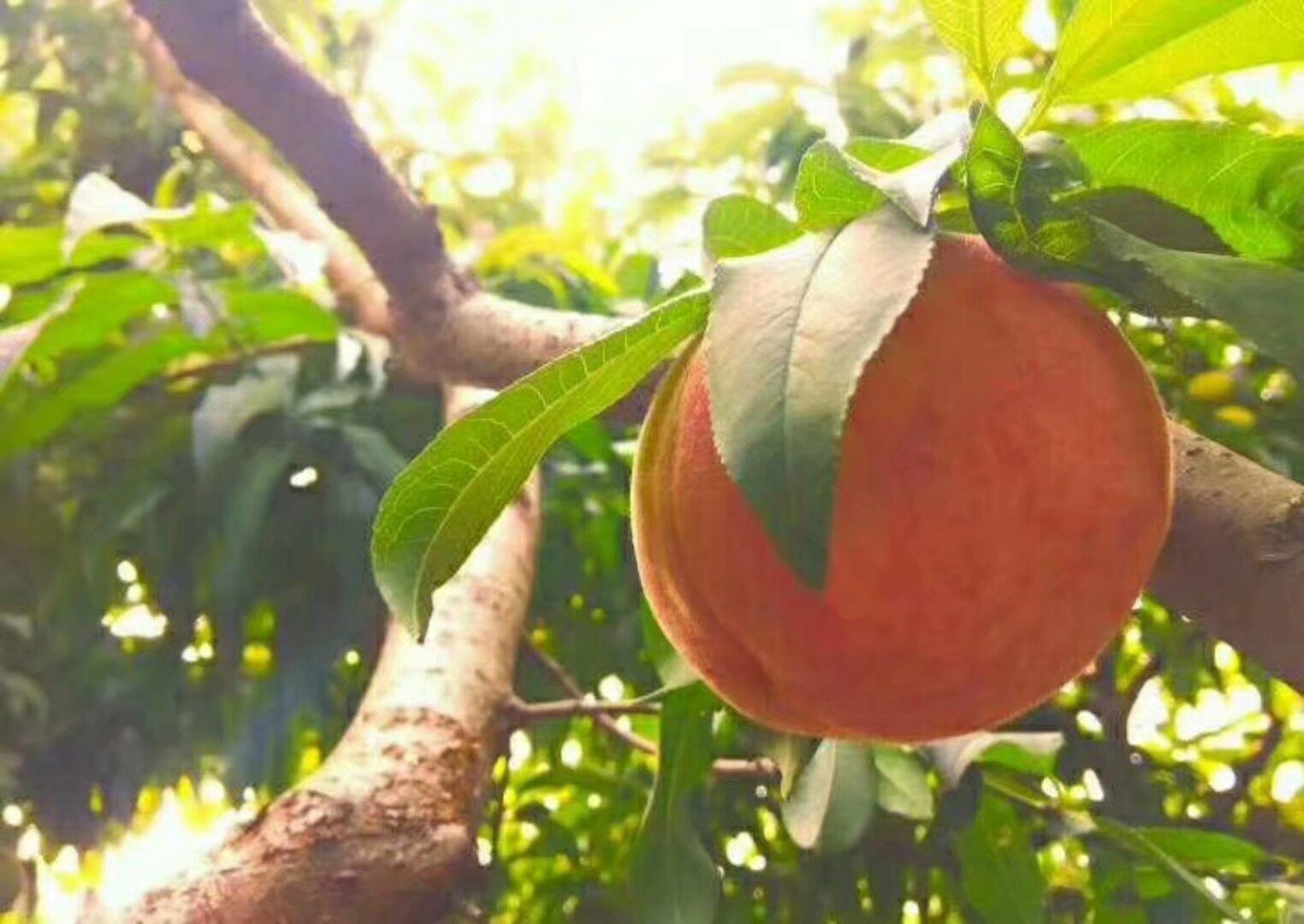 83黄桃成熟果实特写