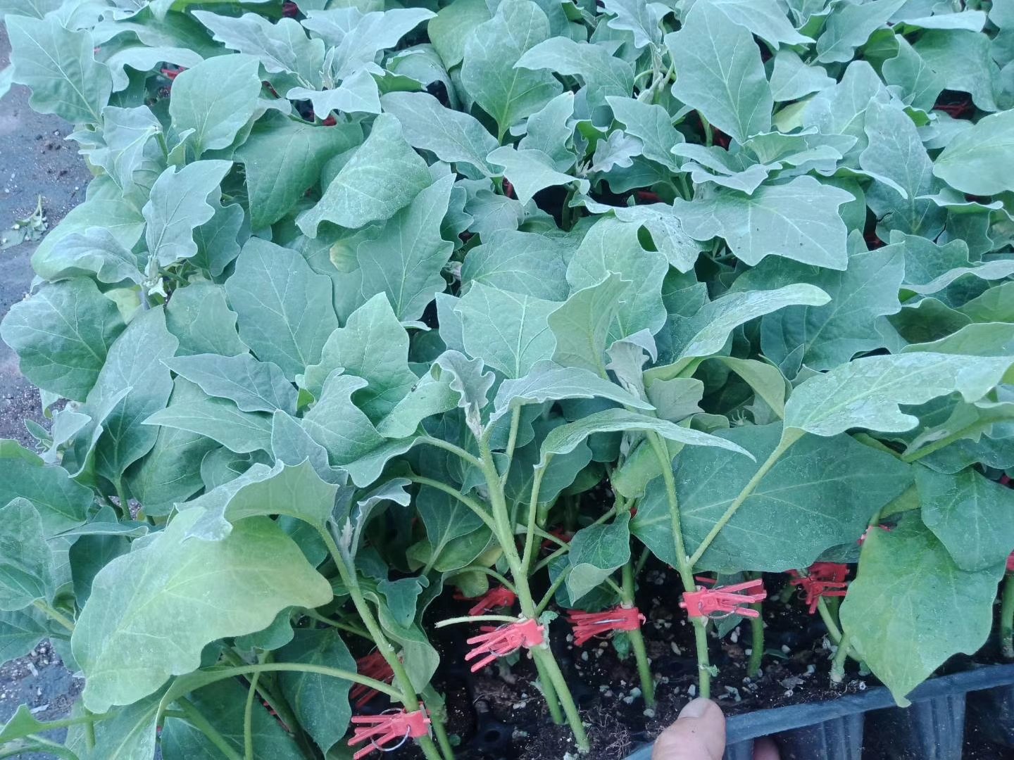 现代化智能温室内的圆茄苗集中育苗区:多层立体苗床整齐排列,每盘圆茄苗生长均一,叶片舒展、叶色浓绿;温控系统显示屏实时显示棚内温湿度,喷淋管道均匀布设于苗床上方,环境洁净无杂草、无病残苗 温室圆茄苗集中育苗场景