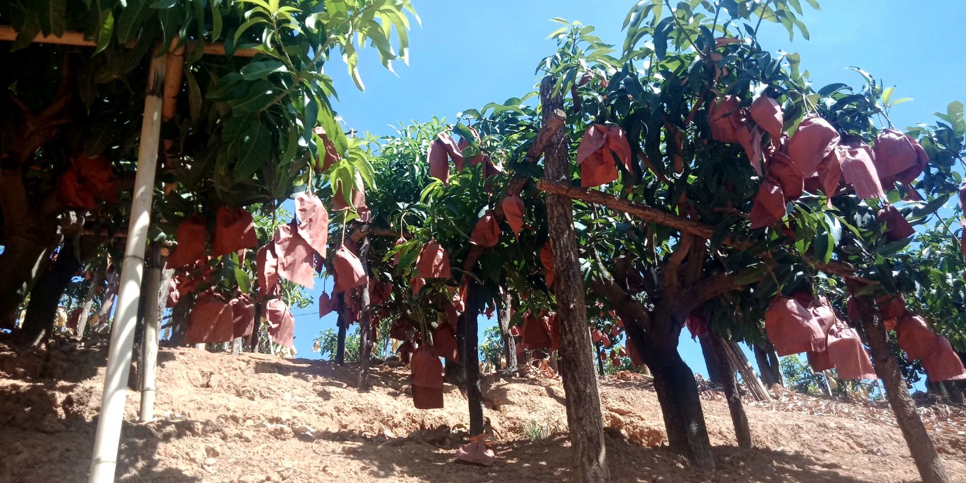 大青芒病虫害识别对比图