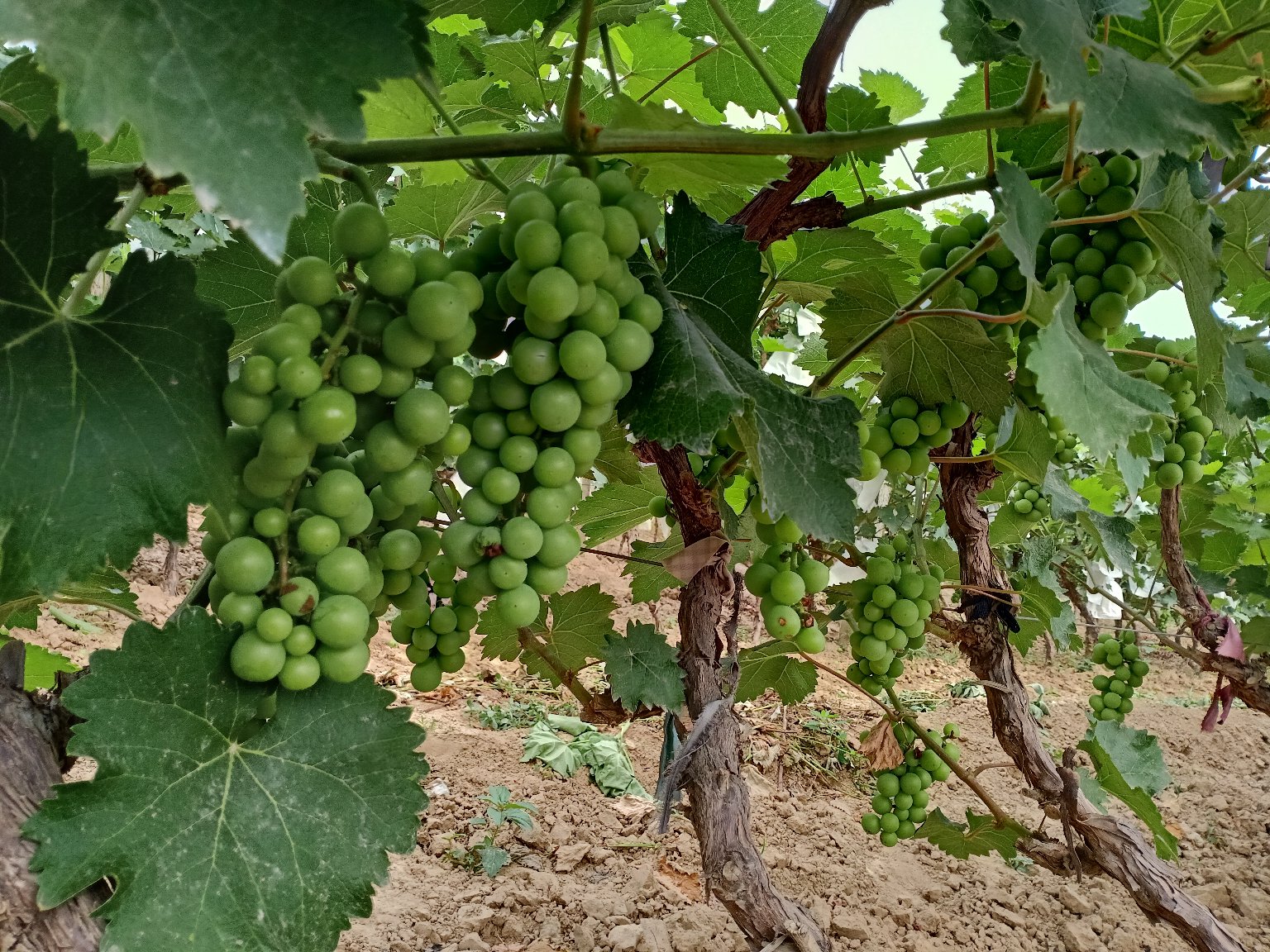 京亚葡萄种植园