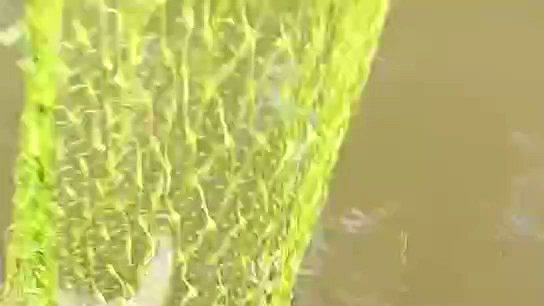 虾子在海洋中游动