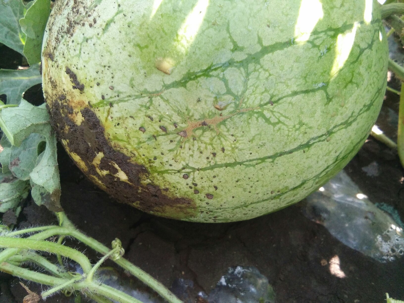 西瓜青皮病症状图