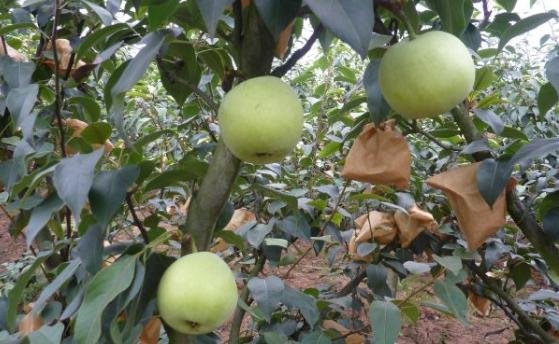 一张对比展示台,左侧摆放三个成熟的绿宝石桃,表皮青绿带微红晕,右侧摆放三个绿宝石梨,果形修长、表皮光亮翠绿;中间有标签注明‘绿宝石桃’与‘绿宝石梨’,背景为果园采摘场景 绿宝石桃与绿宝石梨对比图