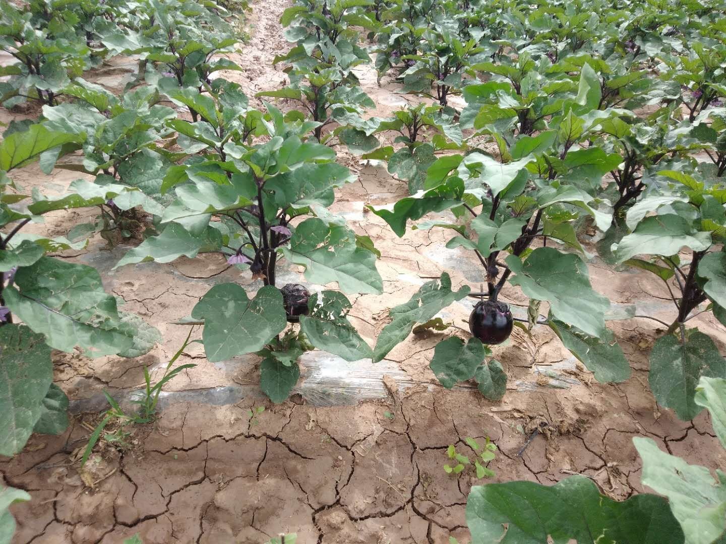 法国普罗旺斯地区典型的露天番茄种植场景,展示干燥气候下的农田环境,可见部分番茄果实出现纵向裂纹,反映其对水分变化敏感的特性 普罗旺斯地区露天种植的番茄田,土壤干燥,植株间距较大,部分果实有裂果现象