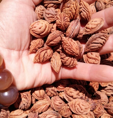 [毛桃核批发]毛桃核价格5.50元/公斤 - 一亩田