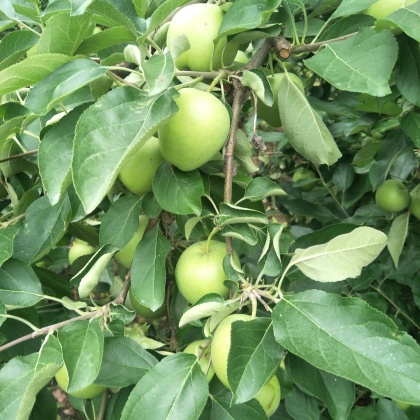 河北沧州肃宁县七月红苹果产地行情