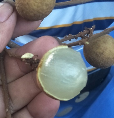 茂名龙眼石硖储良产地直供质优价廉欢迎来电咨询