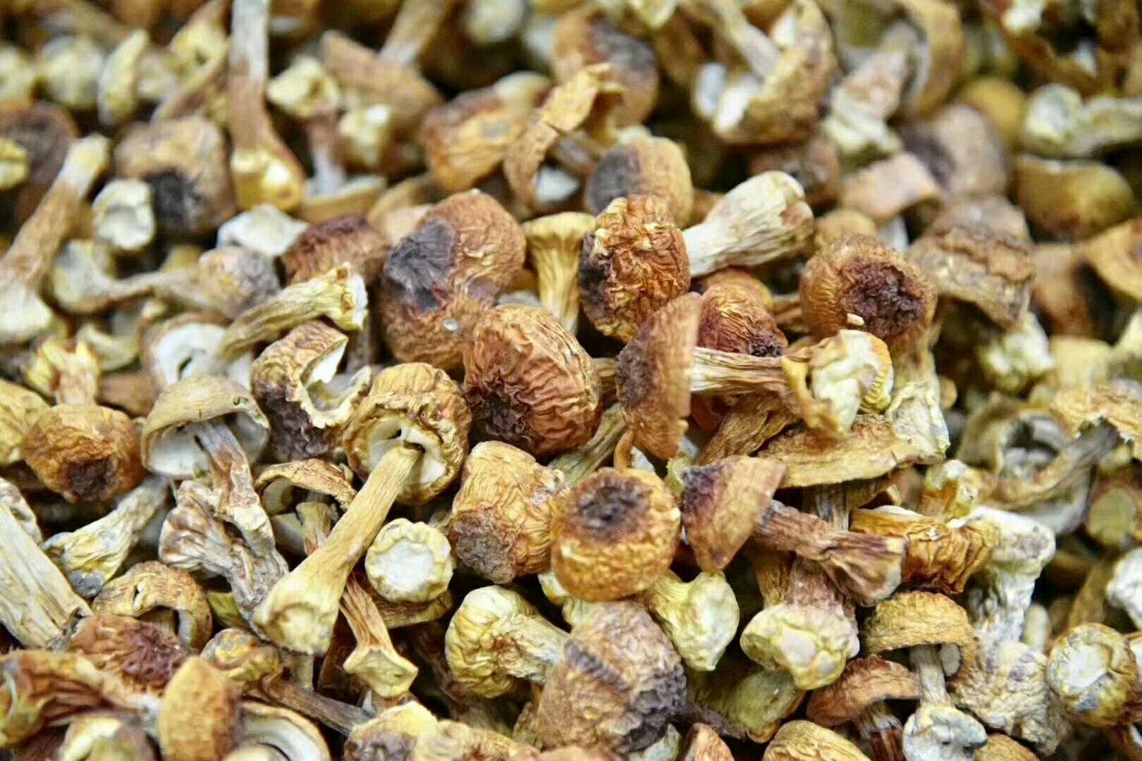 新鲜与干燥姬松茸对比图