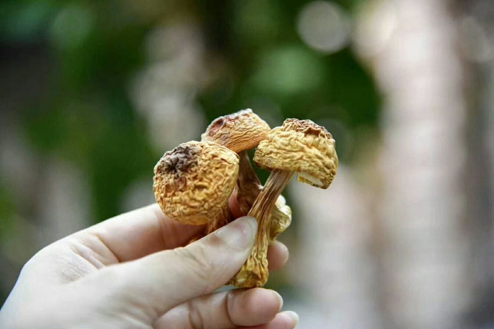 姬松茸与牛肉翻炒后的成品菜肴,摆盘精致,色泽诱人 姬松茸炒牛肉成品图