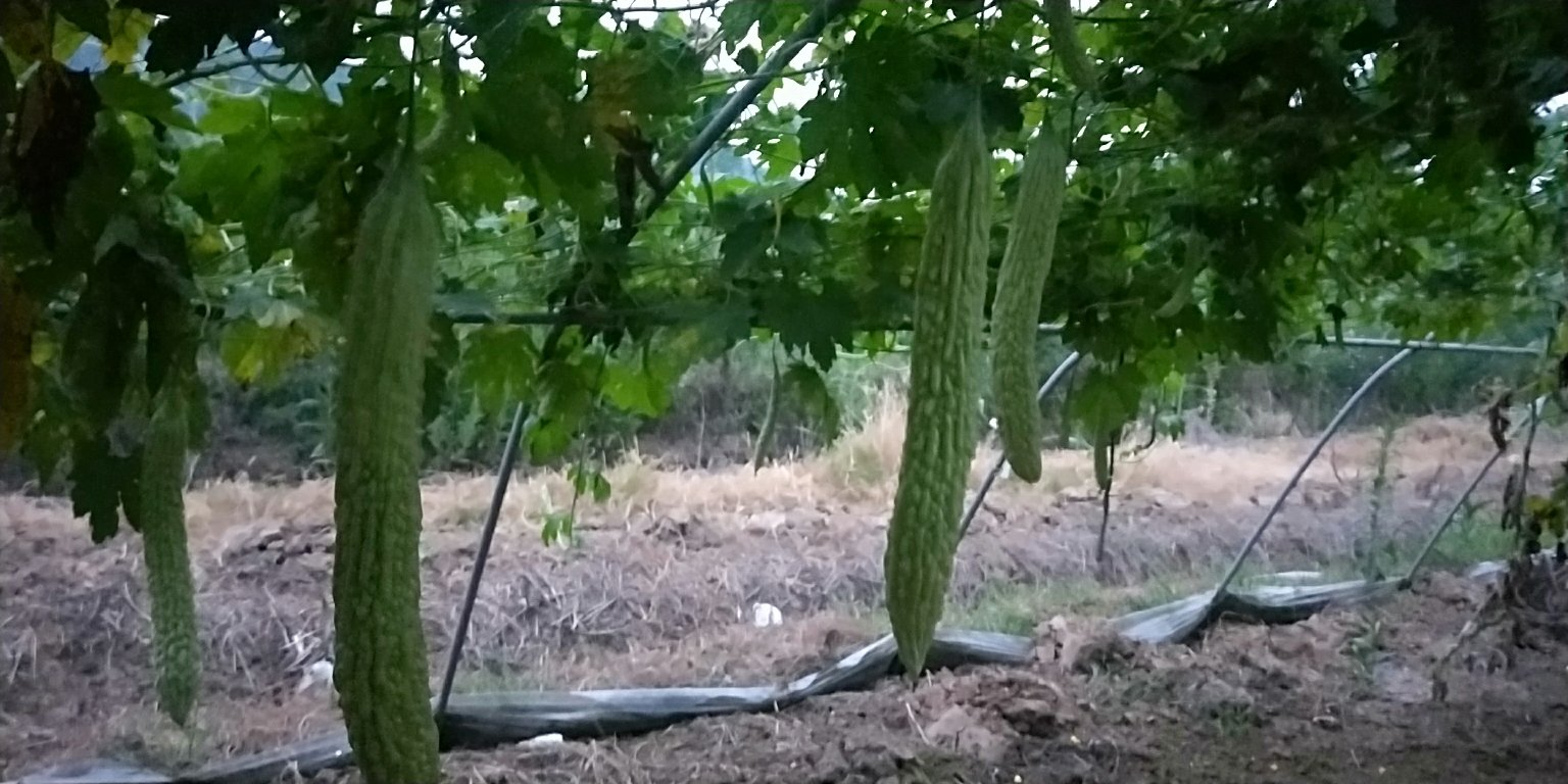 苦瓜结果图