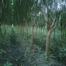 8公分精品紫薇