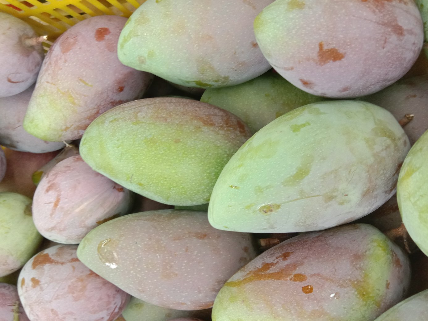 两张芒果实物对比照片,左边是一颗表皮呈青绿色、形状饱满但质地坚硬的未成熟芒果;右边是一颗外皮转为金黄色、边缘微有红晕、轻压有弹性的成熟芒果,两颗芒果并排置于纯白陶瓷托盘上,背景为浅灰色桌面,突出色彩与质感差异 成熟与未成熟芒果对比图,左侧为青绿色硬质芒果,右侧为金黄色略微软化的成熟芒果,两者并列放在白色托盘上