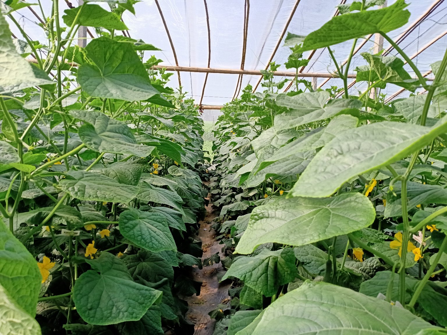 小黄瓜圆植株特写