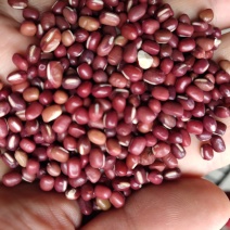 小颗粒红豆次红豆