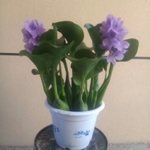 水葫芦，凤眼蓝