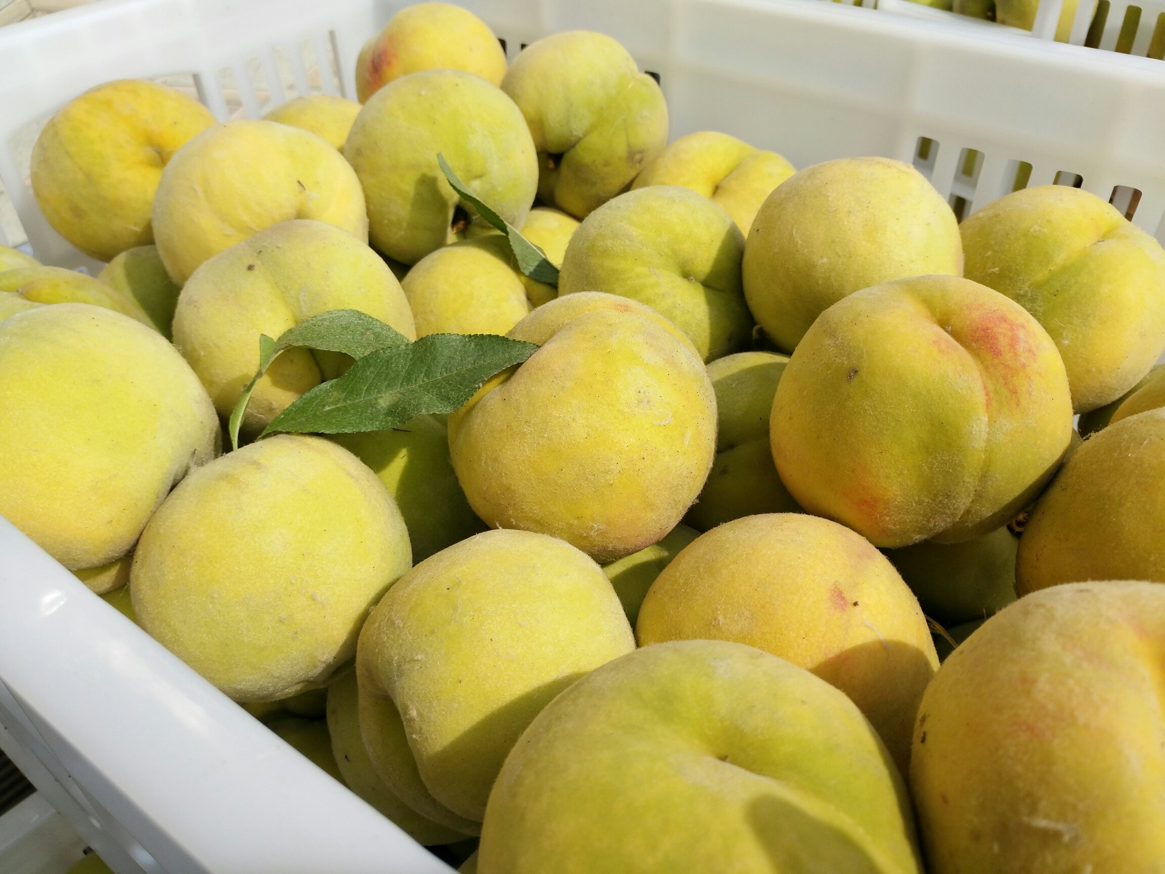 金秋超黄桃成熟果实特写